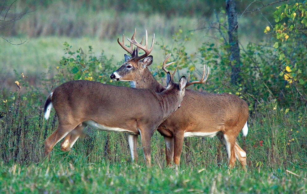 Whitetail Deer